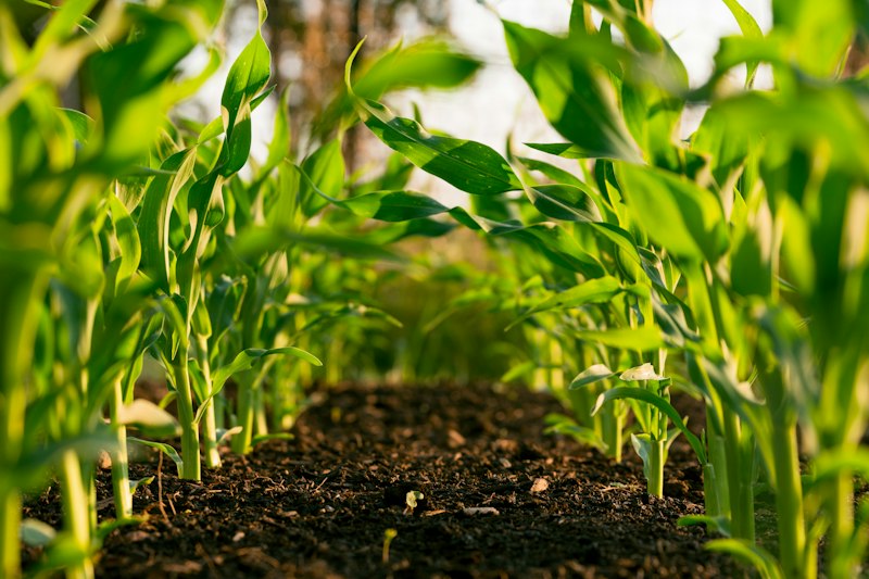 Agro & Fertilizers